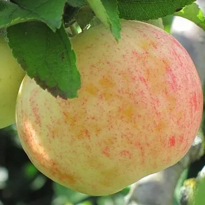 Яблоня ЛЕТНЕЕ СЛАДКОЕ  Яблоня ЛЕТНЕЕ СЛАДКОЕ в Магнитогорске