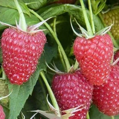 Малина ЕВРАЗИЯ  Малина ЕВРАЗИЯ в Магнитогорске