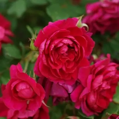 Саженцы роз КВАДРА плетистая  Саженцы роз КВАДРА плетистая в Магнитогорске
