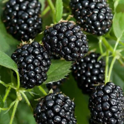 Ежевика АГАВАМ — описание сорта Ежевика АГАВАМ в Магнитогорске