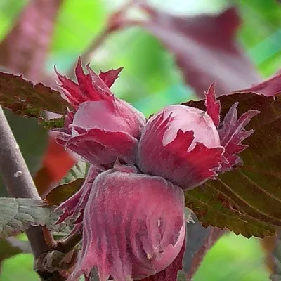 Фундук КАРДИНАЛ в Магнитогорске
