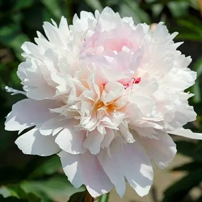 Пион АЛЕРТИ травянистый  Пион АЛЕРТИ травянистый в Магнитогорске