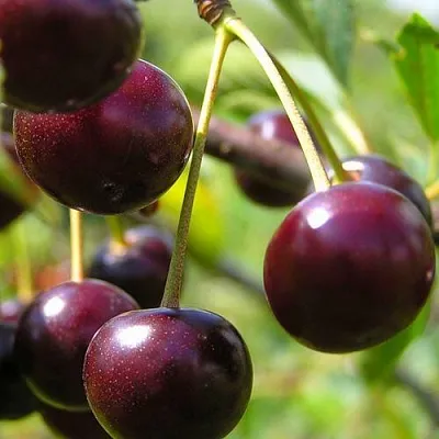 Вишня ЛИВЕНСКАЯ  Вишня ЛИВЕНСКАЯ в Магнитогорске