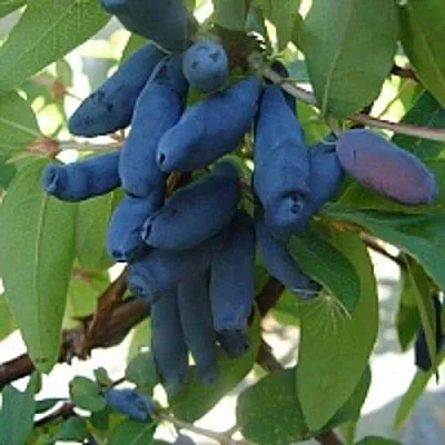 Жимолость съедобная ГОРДОСТЬ БАКЧАРА  Жимолость съедобная ГОРДОСТЬ БАКЧАРА в Магнитогорске