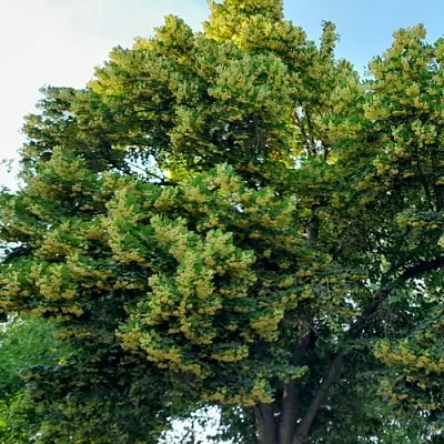 Липа  Липа в Магнитогорске