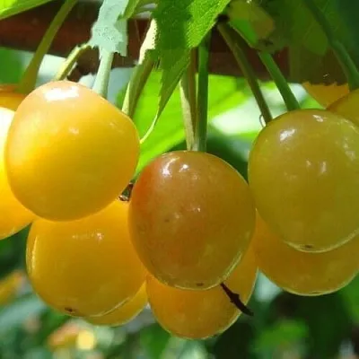 Черешня ЯНТАРНАЯ  Черешня ЯНТАРНАЯ в Магнитогорске