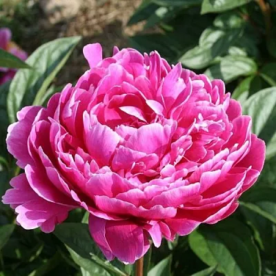 Пион СЕБАСТЬЯН МААС травянистый  Пион СЕБАСТЬЯН МААС травянистый в Магнитогорске