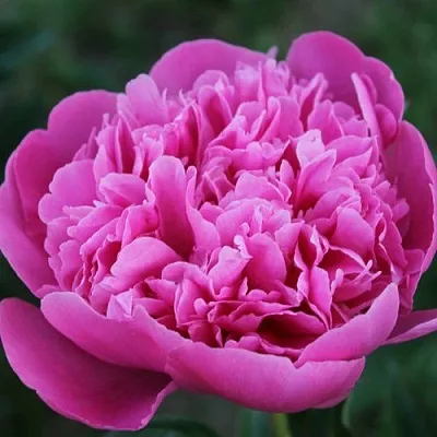 саженцы пиона саженцы пиона