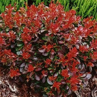 Барбарис КАРМЕН тунберга  Барбарис КАРМЕН тунберга в Магнитогорске