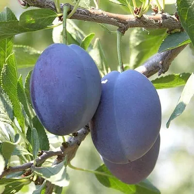 Слива СТЭНЛИ  Слива СТЭНЛИ в Магнитогорске