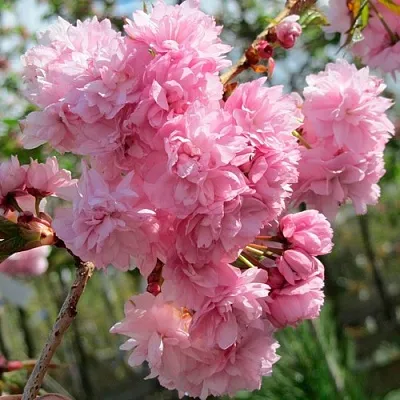 Сакура КИКУ ШИДАРЕ  Сакура КИКУ ШИДАРЕ в Магнитогорске