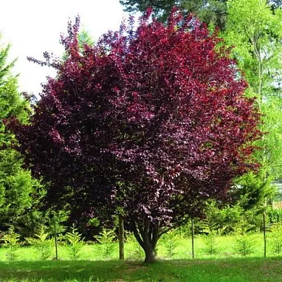 Слива НИГРА растопыреная   Слива НИГРА растопыреная  в Магнитогорске