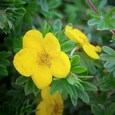 Лапчатка ГОЛДСТАР кустарниковая в Магнитогорске