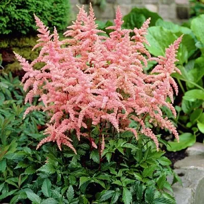 Астильба БРЕССИНГЕМ БЬЮТИ Арендса  Астильба БРЕССИНГЕМ БЬЮТИ Арендса в Магнитогорске