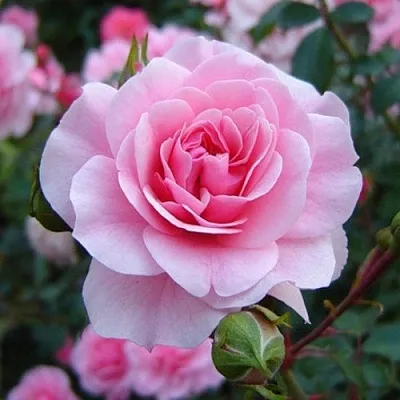 Саженцы роз БОНИКА флорибунда  Саженцы роз БОНИКА флорибунда в Магнитогорске