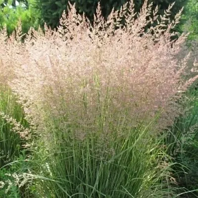 Вейник ОВЕРДАМ остроцветковый  Вейник ОВЕРДАМ остроцветковый в Магнитогорске