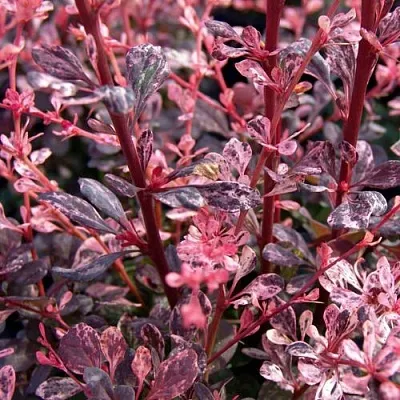 Барбарис АРЛЕКИН тунберга  Барбарис АРЛЕКИН тунберга в Магнитогорске