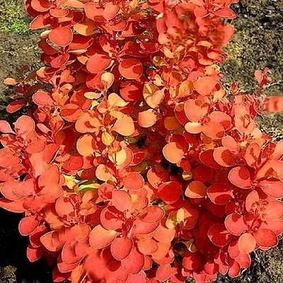 Барбарис ОРАНЖ ФАЙЕР тунберга  Барбарис ОРАНЖ ФАЙЕР тунберга в Магнитогорске