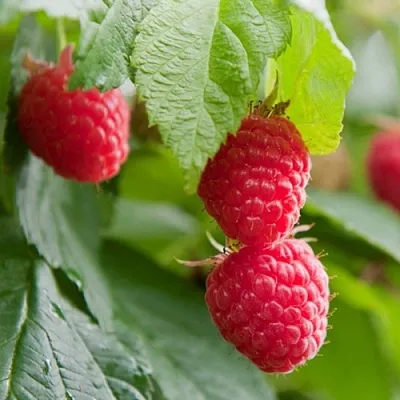 Малина МАРАВИЛЛА  Малина МАРАВИЛЛА в Магнитогорске