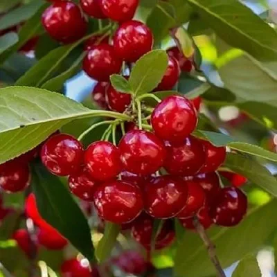 Вишня ГИРЛЯНДА  Вишня ГИРЛЯНДА в Магнитогорске