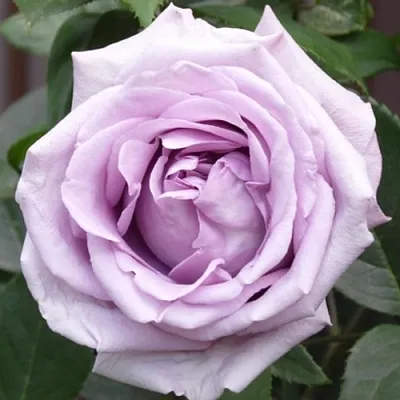 Саженцы роз ИНДИГОЛЕТТА плетистая  Саженцы роз ИНДИГОЛЕТТА плетистая в Магнитогорске