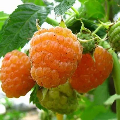 Саженцы малины Золотые купала Саженцы малины Золотые купала