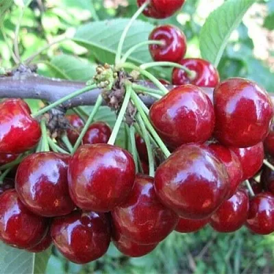 Вишня ДЕСЕРТНАЯ МОРОЗОВОЙ  Вишня ДЕСЕРТНАЯ МОРОЗОВОЙ в Магнитогорске