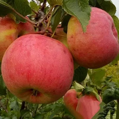 Яблоня БОЛОТОВСКОЕ  Яблоня БОЛОТОВСКОЕ в Магнитогорске