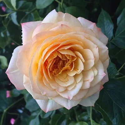 Саженцы роз АБЕЙ ДЕ СЕНТ-АМАН шраб  Саженцы роз АБЕЙ ДЕ СЕНТ-АМАН шраб в Магнитогорске