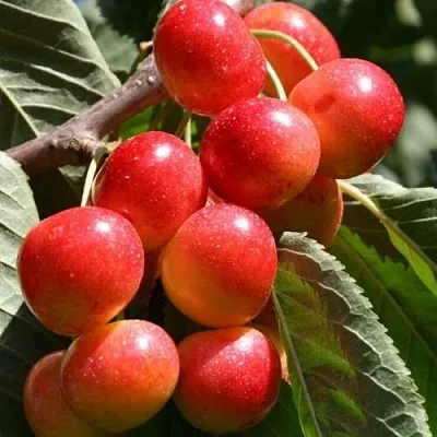 Черешня ГАСТИНЕЦ  Черешня ГАСТИНЕЦ в Магнитогорске