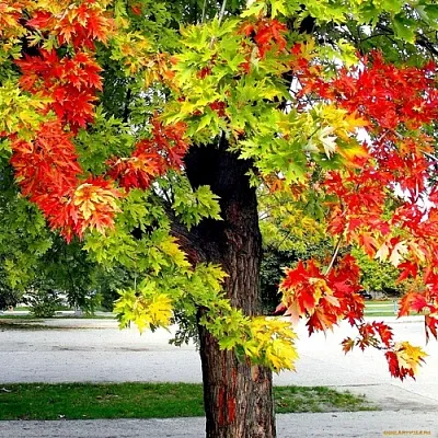 Клен  Клен в Магнитогорске