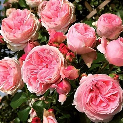 Саженцы роз ДЖАРДИНА плетистая  Саженцы роз ДЖАРДИНА плетистая в Магнитогорске