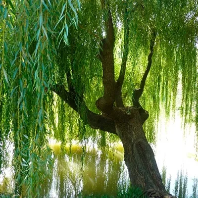 Ива  Ива в Магнитогорске