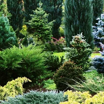 Хвойные растения  Хвойные растения в Магнитогорске
