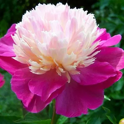 Пион ГЕЙ ПАРИ травянистый  Пион ГЕЙ ПАРИ травянистый в Магнитогорске