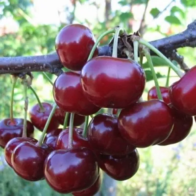 Вишня НОРД СТАР  Вишня НОРД СТАР в Магнитогорске