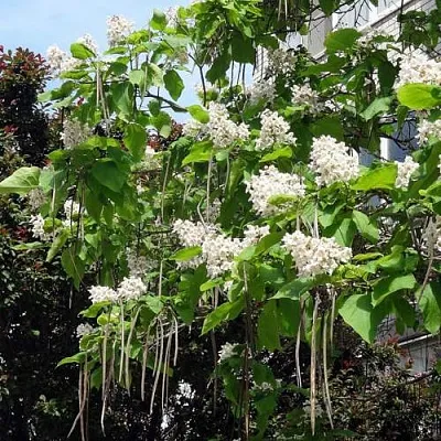 Катальпа  Катальпа в Магнитогорске