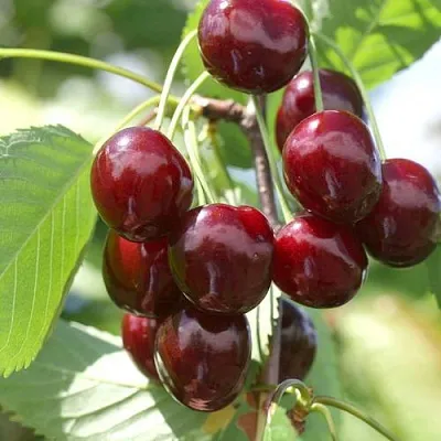 Черешня ОВСТУЖЕНКА  Черешня ОВСТУЖЕНКА в Магнитогорске