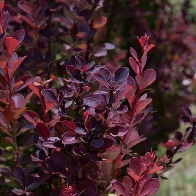 Барбарис ХЕЛМОНД ПИЛЛАР тунберга  Барбарис ХЕЛМОНД ПИЛЛАР тунберга в Магнитогорске