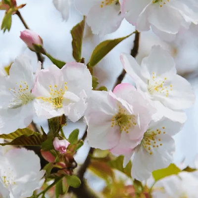 Вишня ОКАМЕ  Вишня ОКАМЕ в Магнитогорске