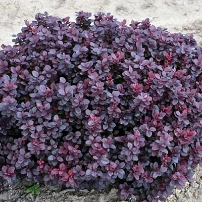 Барбарис КОНКОРД тунберга  Барбарис КОНКОРД тунберга в Магнитогорске