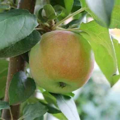 Яблоня ПОДСНЕЖНИК стелющаяся  Яблоня ПОДСНЕЖНИК стелющаяся в Магнитогорске