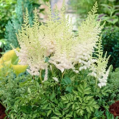 Астильба МИЛК ЭНД ХАНИ китайская  Астильба МИЛК ЭНД ХАНИ китайская в Магнитогорске