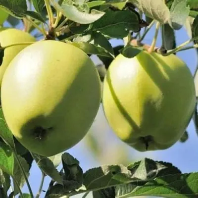 Яблоня САХАРНАЯ  Яблоня САХАРНАЯ в Магнитогорске