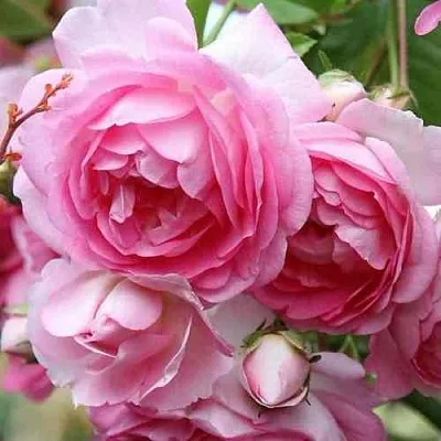 Саженцы роз ЖАСМИНА плетистая  Саженцы роз ЖАСМИНА плетистая в Магнитогорске