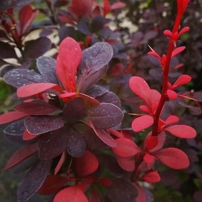 Барбарис РЕД ПИЛЛАР тунберга  Барбарис РЕД ПИЛЛАР тунберга в Магнитогорске