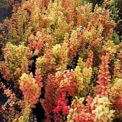 Барбарис САММЕР САНСЕТ тунберга  Барбарис САММЕР САНСЕТ тунберга в Магнитогорске