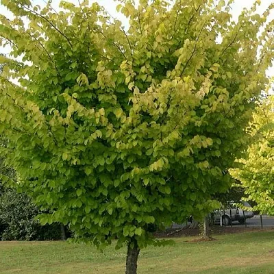 Вяз обыкновенный  Вяз обыкновенный в Магнитогорске