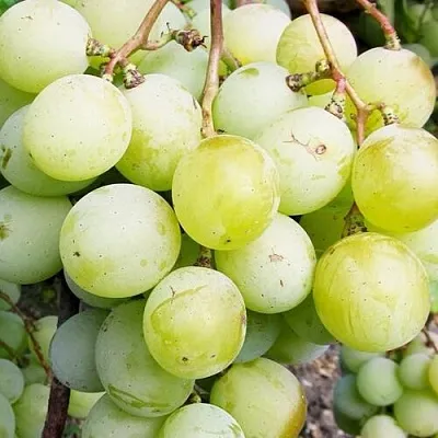 Виноград КЕША МУСКАТ в Магнитогорске