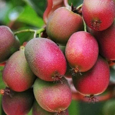 Актинидия ВЕЙКИ аргута  Актинидия ВЕЙКИ аргута в Магнитогорске